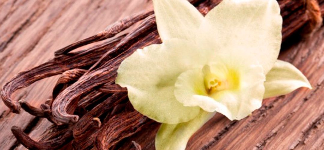 Vanilla: the most famous scent in the world